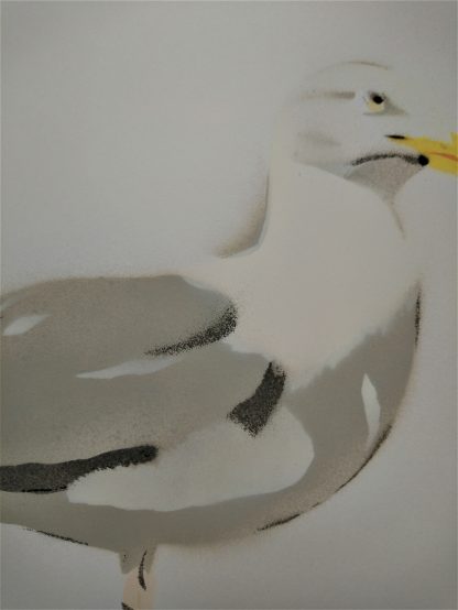 close up of gull