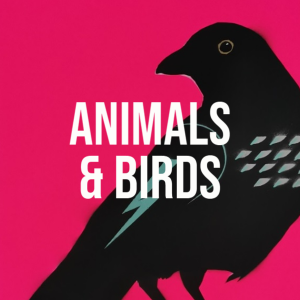 Animals & Birds by Dylan Bell
